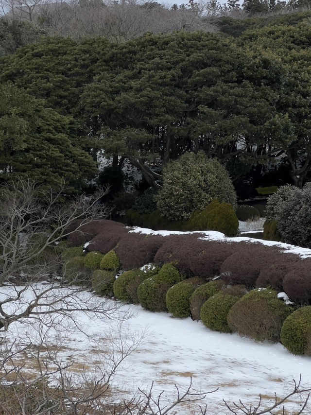 ❄️🌺 Jeju Island Magic: Snow & Camellias by the Sea 🌊  ❄️🌺 Jeju Island Magic: Snow & Camellias by the Sea 🌊