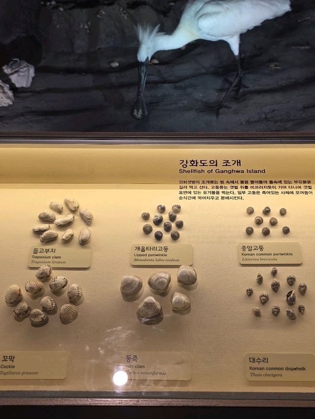 민물과 갯벌의 생명력을 느끼는 생물전시