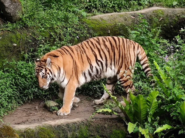 寓教於樂的親子天堂#臺北市立動物園-臺北市文山區