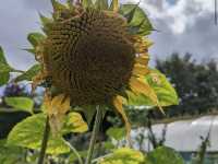 Royal Botanic Garden Edinburgh
