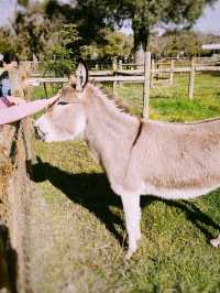 Wild Encounter at Caversham Wildlife Park
