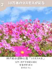 【兵庫】コスモス畑　おすすめ7選