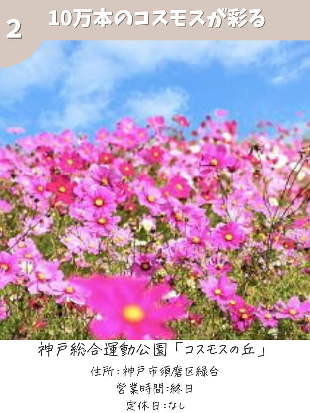 【兵庫】コスモス畑　おすすめ7選