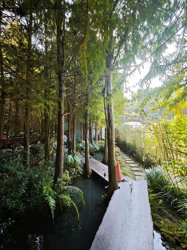 🌲落羽松秘境中的蔬食饗宴#🌿 澄石享自在-臺中市北屯區