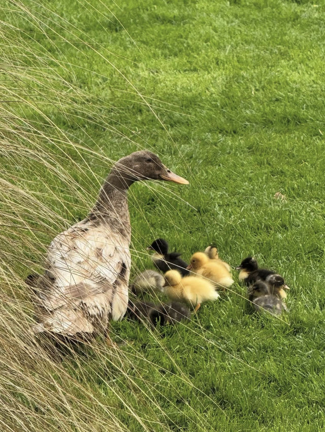 11月紐西蘭超Chill景點🌸 但尼丁植物園深度遊
