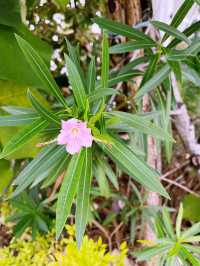 Roxy Beach Apartment – Your Perfect Seaside Escape