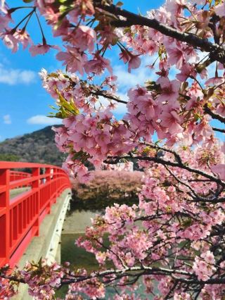 Kawazu Sakura Bliss🌸 in Izu Shizuoka