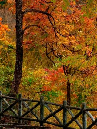 🍁 Erlang Mountain Laba River | Chasing the Colours of Autumn