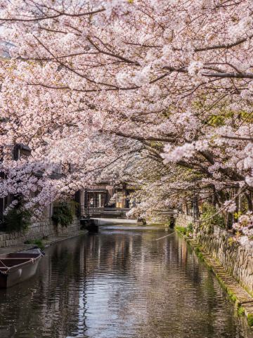 Under RM2000 for Japan Sakura Season! Peak Season Saver🎒🌸 | Trip