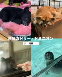 【熊本】可愛すぎる赤ちゃんコグマにキュン！動物と超至近距離で触れ合える「阿蘇カドリー・ドミニオン」へ🐻🐾