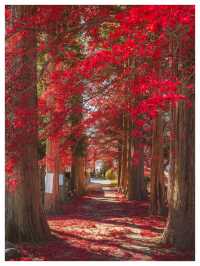 Japan In Autumn Is A Different Kind Of Magic 🍁🇯🇵