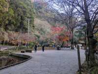 The Foliage Gamble: Chasing Autumn in Kyushu 🍁