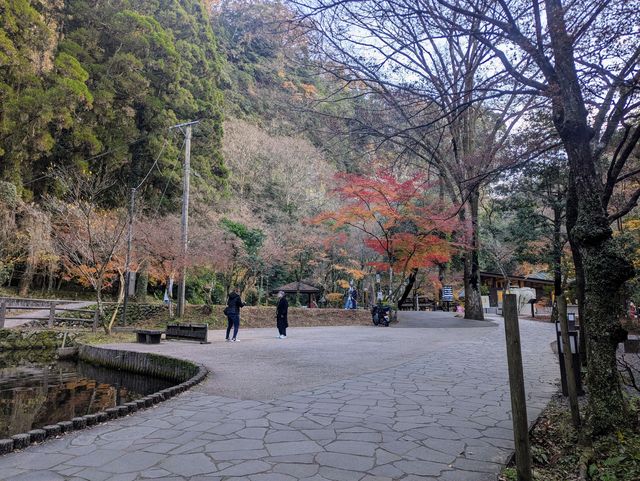 The Foliage Gamble: Chasing Autumn in Kyushu 🍁