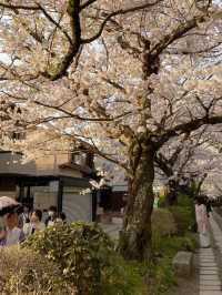 🌸哲學之道：京都山麓的春日漫步🌸