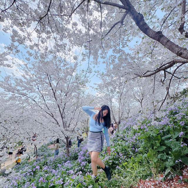 Lost in the Sea of flowers and Cherry Blossom