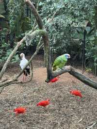Birds of a feather @ Parque Nacional Das Aves: Foz Do Iguaçu