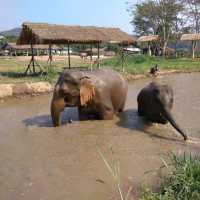 Elephants