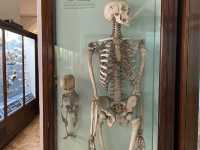 Cultural Oasis: Horniman Museum's Embrace 🏛️