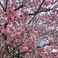 Blossom season in Cologne 🇩🇪