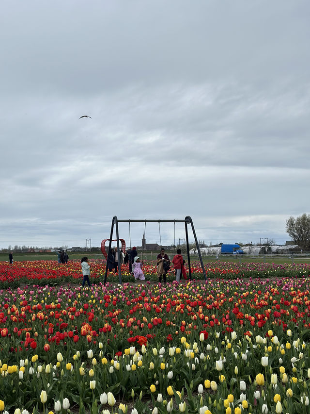 More Closer Experience with Tulips & Daffodil