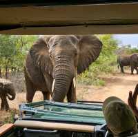 Visiting the Kruger national park