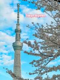 Tokyo: Best Cherry Blossom Photo Locations (Part 1) 🇯🇵