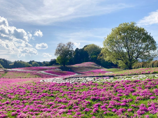 The pink spring 