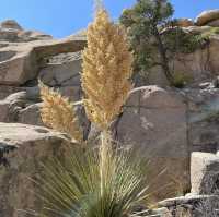 🌵 Top Landmarks in Joshua Tree National Park 🏜️✨