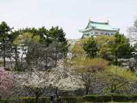 Nagoya Vibes: Castles, Cherry Blossoms, and Local Flavors