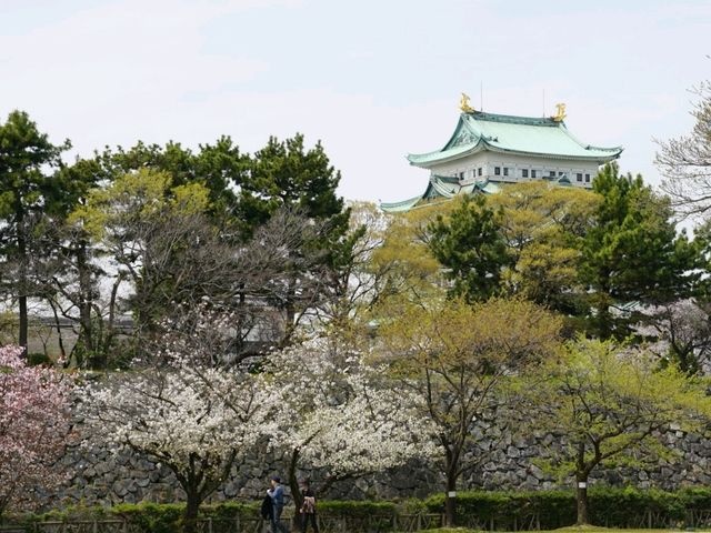 Nagoya Vibes: Castles, Cherry Blossoms, and Local Flavors