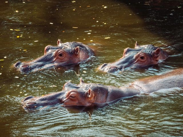 A Wild Day Out: Visiting Chiang Mai Zoo in Northern Thailand
