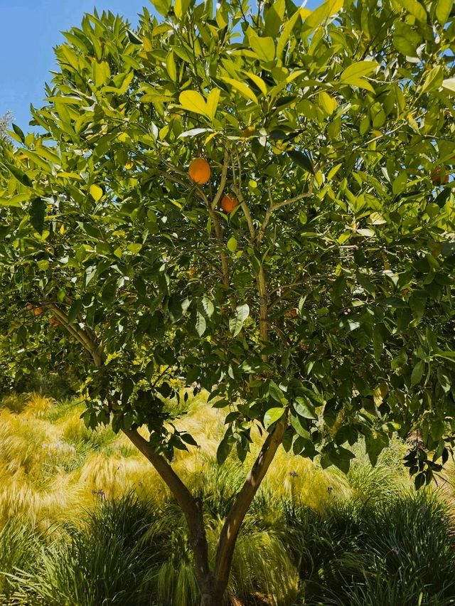 🌿 Le Jardin Secret – A Hidden Oasis in the Heart of Marrakech