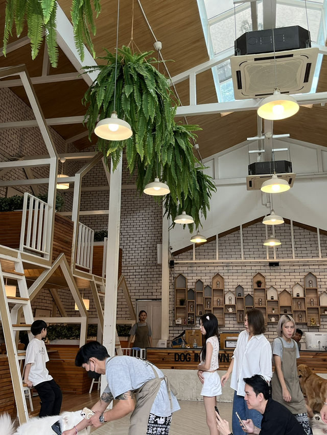 Dog in Town Ari – A Cozy Dog Café in Bangkok  