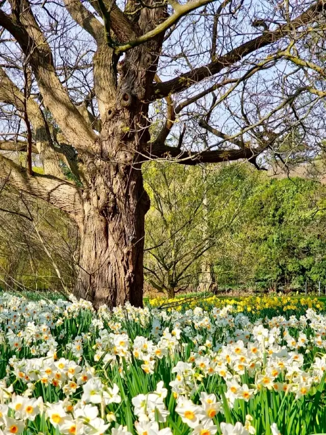 Edinburgh Royal Botanic Garden: A Morning in the Greenery