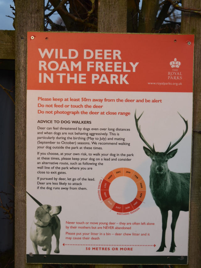 A Peaceful Day Trip to Richmond Park: London’s Countryside Escape 🌳