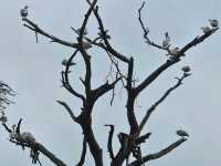 Wild Hearts & Golden Horizons: Fall Safari in Kenya