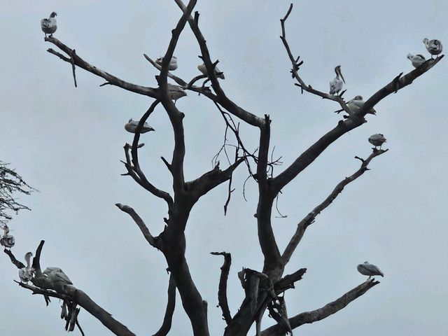 Wild Hearts & Golden Horizons: Fall Safari in Kenya Wild Hearts & Golden Horizons: Fall Safari in Kenya