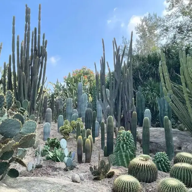 打卡廣州華南植物園