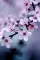 ElizabethHolmes51