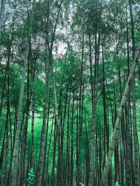 Bamboo Forest Hiking in Moganshan🎋🌿