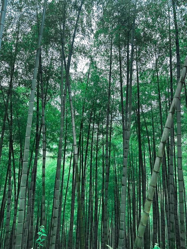 Bamboo Forest Hiking in Moganshan🎋🌿