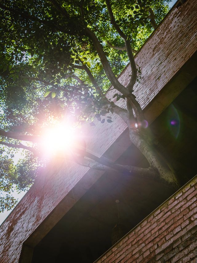 這棵房子里長出的樹🌳治癒了我的整個下午