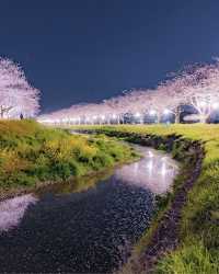 The present and future of Japanese cherry blossoms