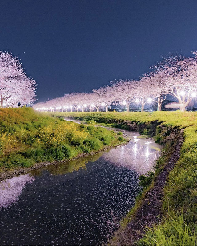 The present and future of Japanese cherry blossoms