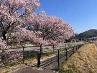 Cherry Blossom Viewing & Japan Sea