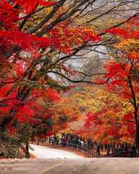 巫山的紅楊樹是一幅妖嬈多姿的秋日畫卷