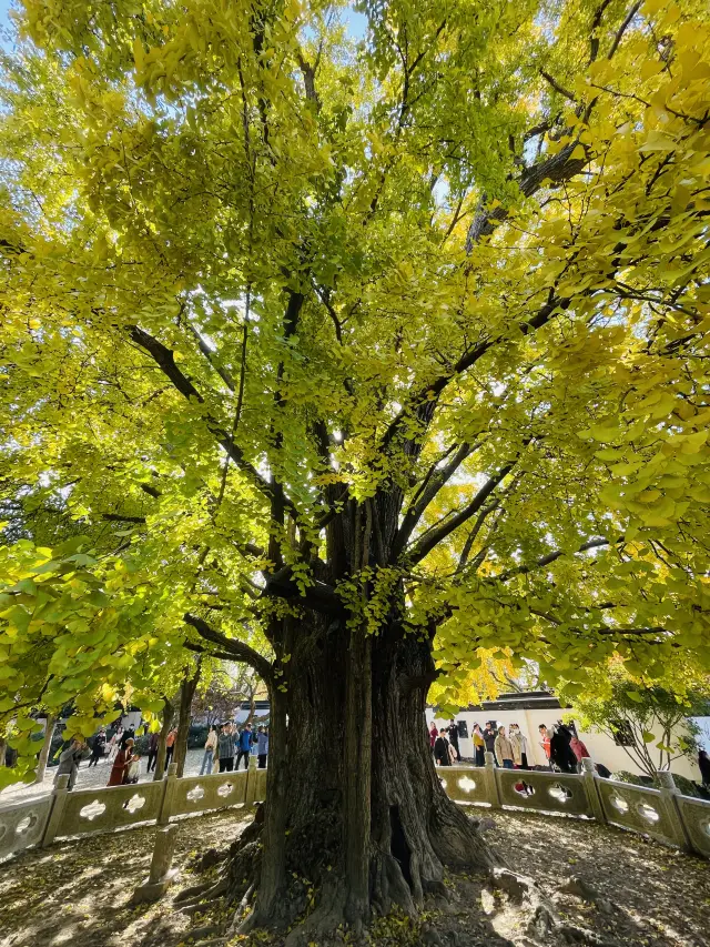 Step into the Millennium Ancient Tree Park