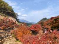 藍山谷楓葉，大自然的色彩比濾鏡艷麗