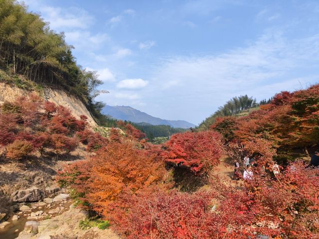 藍山谷楓葉，大自然的色彩比濾鏡艷麗