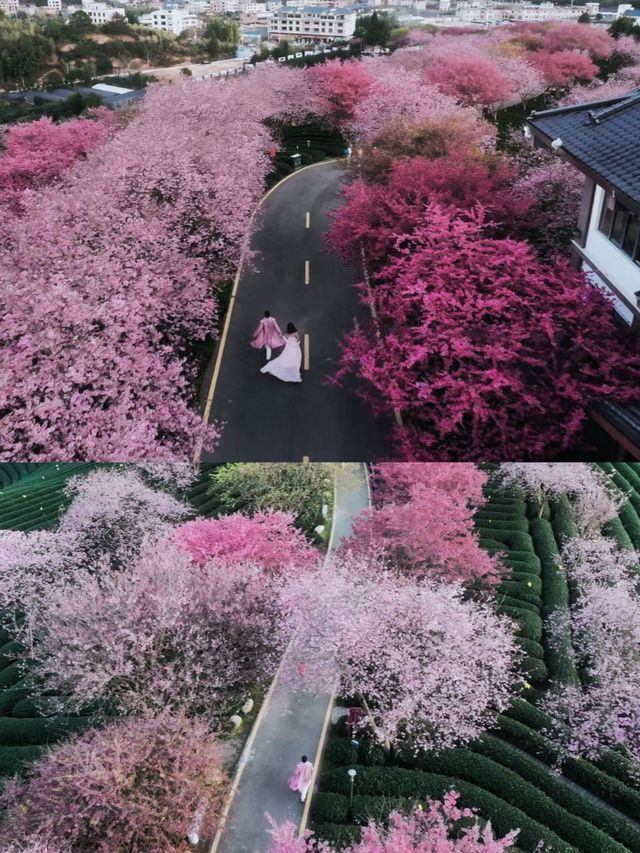 坐粉紅色小火車宮赴福建最美賞櫻之地